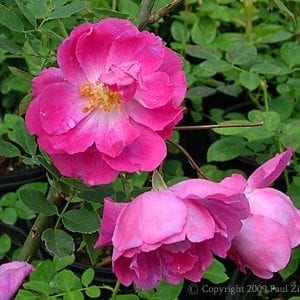 Camellia Rose