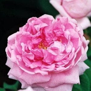 Comte de Chambord