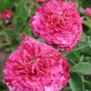 Cramoisi Picote