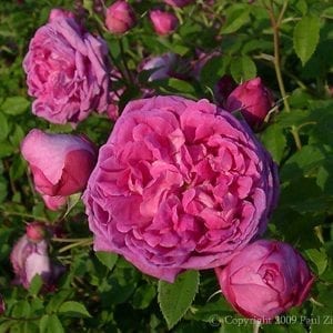 Crimson Blush