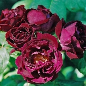 Souvenir du Dr. Jamain