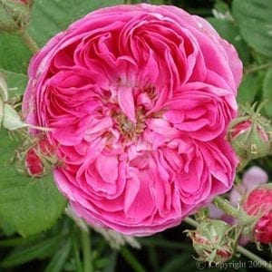 Duc de Fitzjames