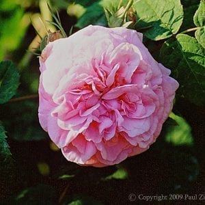 Duchesse de Rohan