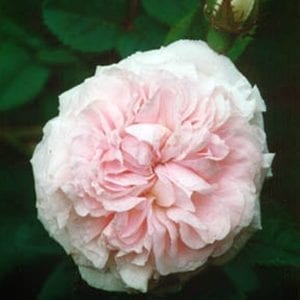 Felicite Parmentier