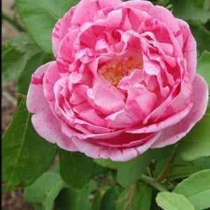 Honorine de Brabant