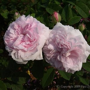Lady Stuart