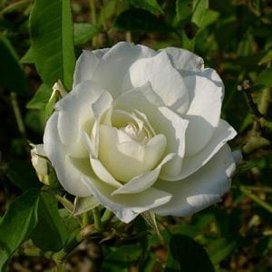 Lamarque