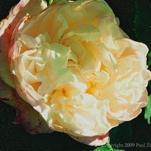 Marie Van Houtte