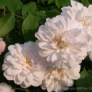 Mary Washington