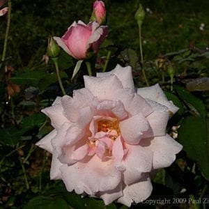 Mrs. Charles Bell