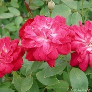 Oakington Ruby