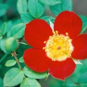 Oriental Simplex