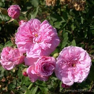 Pink Pet (Caldwell Pink)