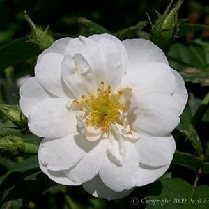 R. moschata