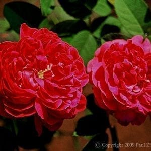 Rose de Rescht
