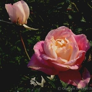 Rosette Delizy