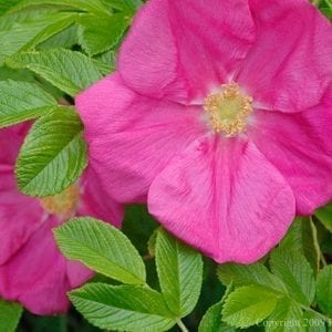 Scabrosa