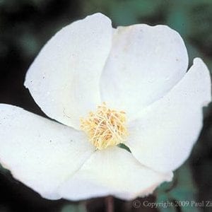 Secret Garden Musk Climber