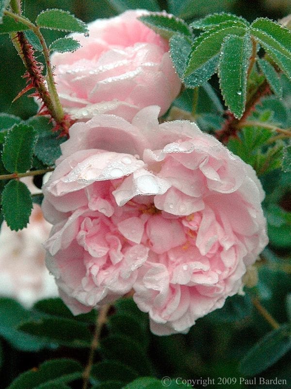 Stanwell Perpetual - Rogue Valley Roses