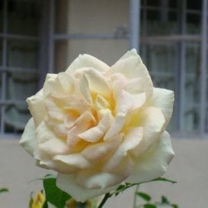 White Prince